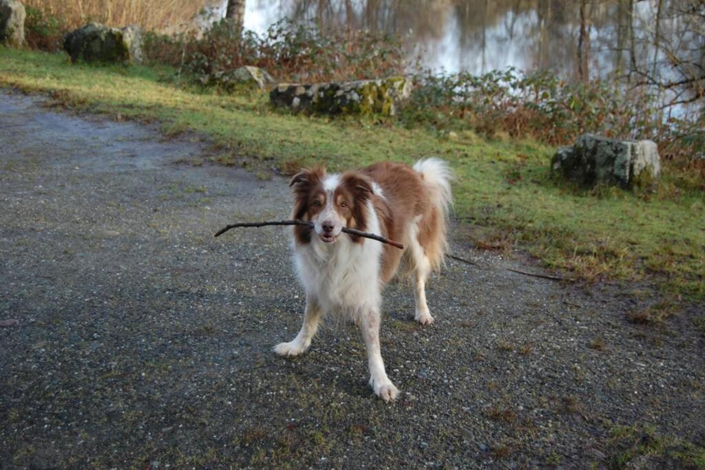 Creag Mhor Self Catering Holiday Apartment Aberfoyle  Exteriör bild